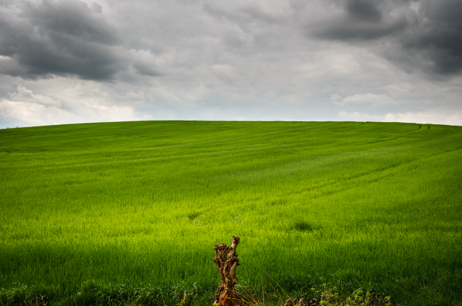 fot. Marta Reszka © 2015. Lonely tree on rye field.